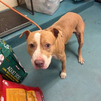 Rescue Mixed Breed Dogs for Adoption in Memphis, Tennessee - Big Boy | PetCurious