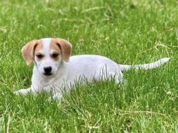 Mixed Breed Dogs Available for Adoption in Milton, Delaware - Sedona | PetCurious