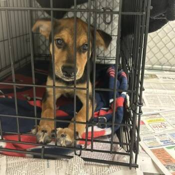 Tuna -  Mixed Breed Dog for Adoption in Knoxville, Tennessee - Tuna | PetCurious