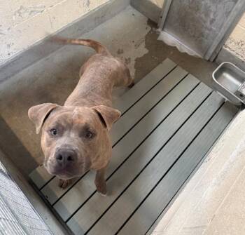 Rescue Pit Bull Terrier Dogs for Adoption in Yucca Valley, California - Latte | PetCurious