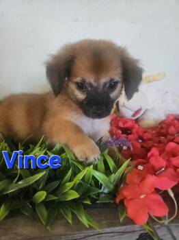 Vince -  Terrier Dog for Adoption - Vince | PetCurious