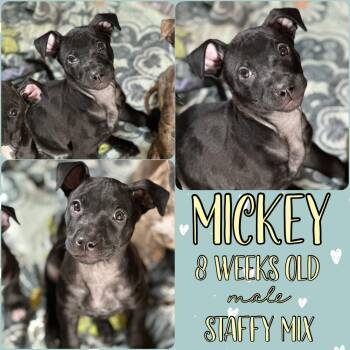 Rescue American Staffordshire Terrier Dogs for Adoption in Grantville, Pennsylvania - Mickey | PetCurious