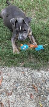Cloud 9 -  Pit Bull Terrier Dog for Adoption in Crystal Lake, Illinois - Cloud 9 | PetCurious