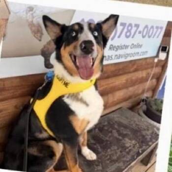 Rex -  Australian Shepherd and Australian Cattle Dog Blue Heeler Dog Available for Adoption - Rex | PetCurious