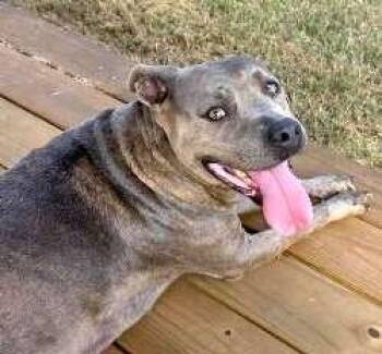 Pit Bull Terrier Dogs Available for Adoption - Tati | PetCurious