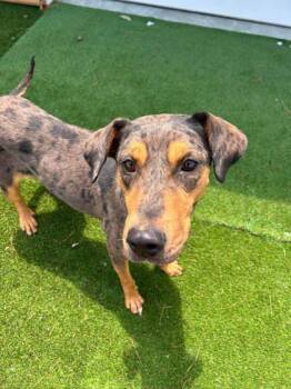 Nora -  Catahoula Leopard Dog and Mixed Breed Dog for Adoption in Paducah, Kentucky - Nora | PetCurious
