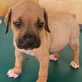 Rescue Mixed Breed Dogs for Adoption in Loxahatchee Groves, Florida - Scissor Hands 7432 | PetCurious