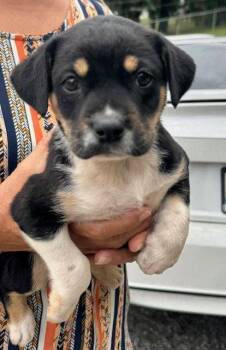 Labrador Retriever Dogs Available for Adoption in Jefferson, New Jersey - Harriet | PetCurious