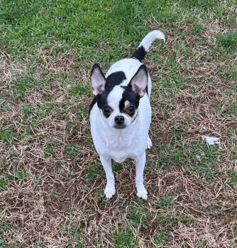 Chihuahua Dogs Available for Adoption in Campbellsville, Kentucky - Oreo | PetCurious