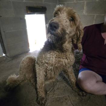Miley -  Poodle and Mixed Breed Dog for Adoption in Tylertown, Mississippi - Miley | PetCurious