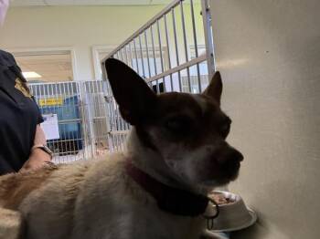 A885835 -  Chihuahua Dog for Adoption in Camarillo, California - A885835 | PetCurious