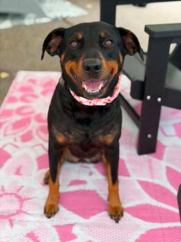Stormy -  Rottweiler and Doberman Pinscher Dog for Adoption in Savage, Minnesota - Stormy | PetCurious