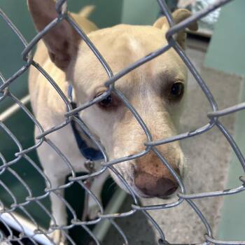 Labrador Retriever Dogs Available for Adoption - Kilo | PetCurious