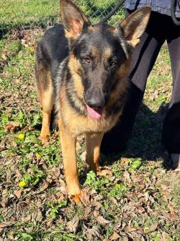 German Shepherd Dog Dogs Available for Adoption - Bronco | PetCurious