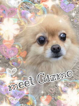 Rescue Pomeranian Dogs for Adoption in San Antonio, Texas - Gizmo | PetCurious