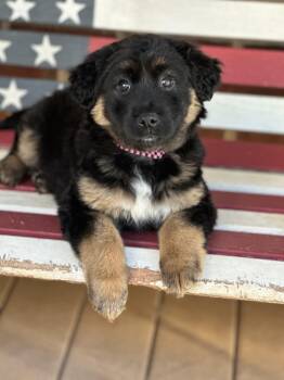 Collie and Cattle Dog Dogs Available for Adoption - Bridget | PetCurious