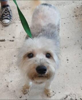 Chip -  Yorkshire Terrier and Poodle Dog for Adoption in Thompson Falls, Montana - Chip | PetCurious