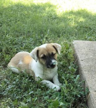 Dean -  Corgi Dog for Adoption in Plano, Texas - Dean | PetCurious