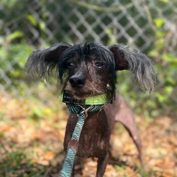 Chinese Crested Dog Dogs Available for Adoption - Opie | PetCurious
