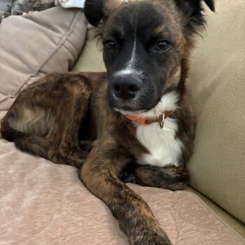 Bombo -  Spaniel Dog for Adoption in Houston, Texas - Bombo | PetCurious
