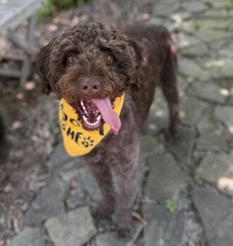 Mocha -  Standard Poodle Dog for Adoption in Midland, Virginia - Mocha | PetCurious