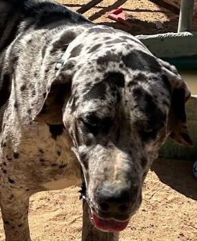 Rescue Great Dane Dogs for Adoption in Norco, California - IZZY | PetCurious