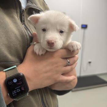 White German Shepherd Dogs Available for Adoption - Finley | PetCurious