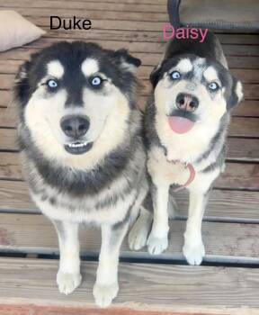 Husky Dogs Available for Adoption - DUKE #23 | PetCurious