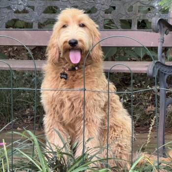 Cheyenne -  Goldendoodle Dog for Adoption in Greensboro, North Carolina - Cheyenne | PetCurious