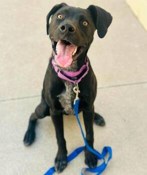 Yin (Roxie) -  Mixed Breed Dog for Adoption in West Chester, Pennsylvania - Yin (Roxie) | PetCurious