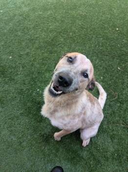 Treasure -  Mixed Breed Dog for Adoption in Louisburg, North Carolina - Treasure | PetCurious