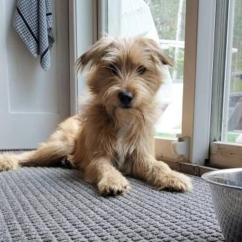 Border Terrier Dogs Available for Adoption in Norwalk, Connecticut - CHEETO | PetCurious