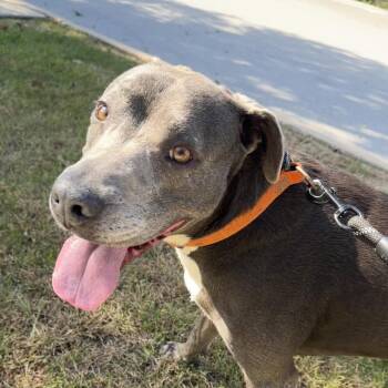 Duke -  Pit Bull Terrier Dog for Adoption in Oak Brook, Illinois - Duke | PetCurious