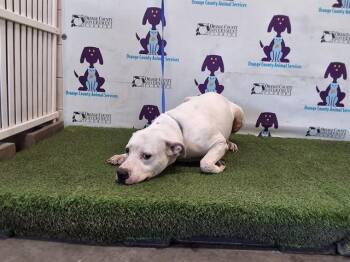 Dogo Argentino and Labrador Retriever Dogs Available for Adoption in Orlando, Florida - DIESEL | PetCurious
