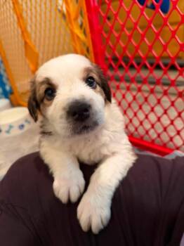 Brunson -  Border Collie and Great Pyrenees Dog for Adoption - Brunson | PetCurious