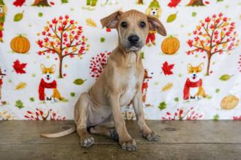 Rescue Coonhound and Shar Pei Dogs for Adoption in San Antonio, Texas - Aspen | PetCurious