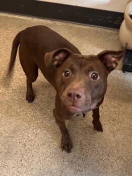 Rescue Pit Bull Terrier Dogs for Adoption in Cleveland, Ohio - Razzle | PetCurious