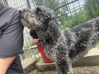 Rescue Poodle Dogs for Adoption in Mukwonago, Wisconsin - Iantha | PetCurious