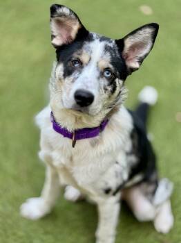 Rescue Australian Shepherd and Catahoula Leopard Dog Dogs for Adoption in Sandy Springs, Georgia - Asa | PetCurious