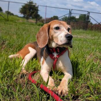 Pam -  Beagle Dog for Adoption in Nowata, Oklahoma - Pam | PetCurious