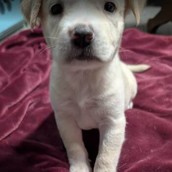 Khonsu -  Mixed Breed Dog for Adoption in Chicago, Illinois - Khonsu | PetCurious