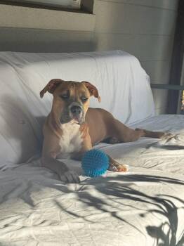Pit Bull Terrier Dogs Available for Adoption in Orlando, Florida - Buttercup | PetCurious