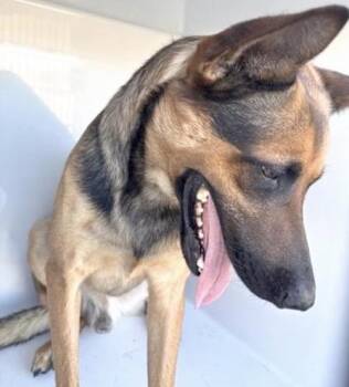 German Shepherd Dog and Belgian Shepherd Malinois Dogs Available for Adoption in Houston, Texas - A656866 | PetCurious