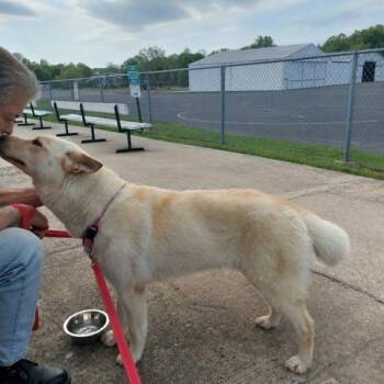 German Shepherd Dog Dogs Available for Adoption in East Greenwich Township, New Jersey - Shannon | PetCurious