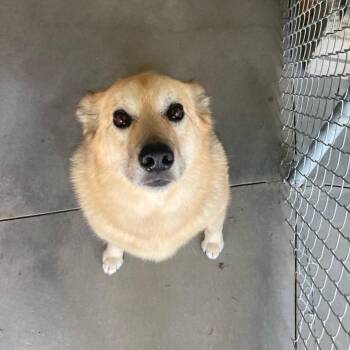 Sage -  Shepherd and Mixed Breed Dog for Adoption in Buffalo, Wyoming - Sage | PetCurious