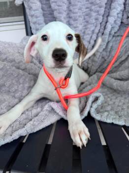 James -  Hound Dog for Adoption in Wando, South Carolina - James | PetCurious