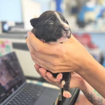 McCrispy -  Labrador Retriever Dog for Adoption in Wahiawa, Hawaii - McCrispy | PetCurious