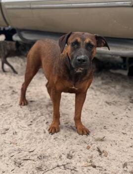 Rescue Beagle and Mixed Breed Dogs for Adoption in Hortense, Georgia - Jessie | PetCurious