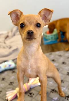 Bellini -  Chihuahua Dog for Adoption in Mount Pleasant, South Carolina - Bellini | PetCurious
