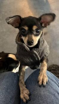 Chihuahua Dogs Available for Adoption - Kiva (and Cece) | PetCurious